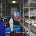 Hydroponic System Mushroom container greenhouse